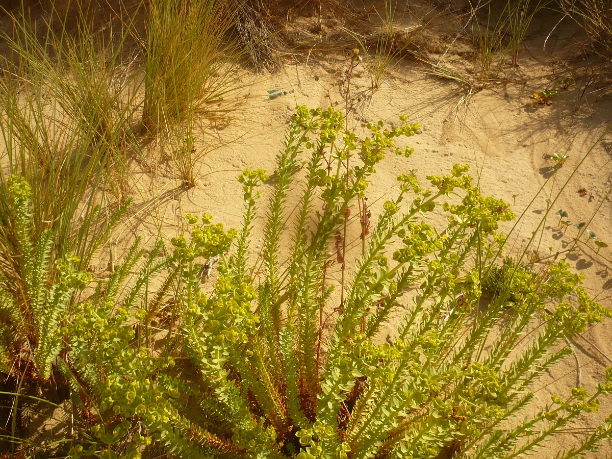Euphorbia paralias (Euphorbiaceae)